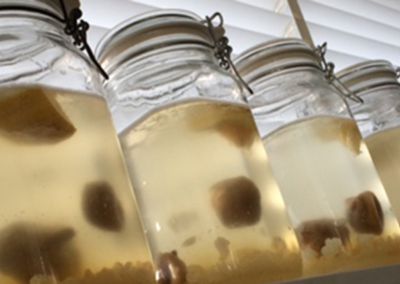 Water Kefir vragen